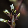 Spring Flowers Buds - White Photograph by Amelia Pearn Spring Flowers Buds - White Photograph by Amelia Pearn