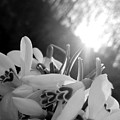 Spring Flowers Enlighted With Sun Rays BNW Photograph by Leonida Arte Spring Flowers Enlighted With Sun Rays BNW Photograph by Leonida Arte