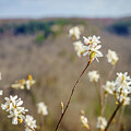 Spring flowers in Red River Gorge  by Alexey Stiop
