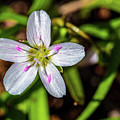 Spring Flowers Photograph by Louis Dallara Spring Flowers Photograph by Louis Dallara
