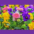 Spring Flowers Mixed Media by Nancy Ayanna Wyatt Spring Flowers Mixed Media by Nancy Ayanna Wyatt