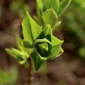 Spring foliage. Photograph by Sergei Fomichev Spring foliage. Photograph by Sergei Fomichev