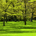Spring Greenery Photograph by Cathy Kovarik Spring Greenery Photograph by Cathy Kovarik