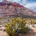 Spring in Nevada desert by Alexey Stiop