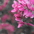 Spring monochrome in pink by Agnes Caruso
