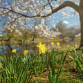 Spring Morning along the Charles River by Kristen Wilkinson