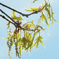Spring Oak Leaves Photograph by Karen Rispin Spring Oak Leaves Photograph by Karen Rispin