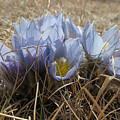 Spring Prairie Crocus Photograph by Karen Rispin Spring Prairie Crocus Photograph by Karen Rispin