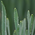 Spring Rain Photograph by Heather E Harman Spring Rain Photograph by Heather E Harman