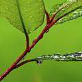 Spring Rain Photograph by Kevin Suttlehan Spring Rain Photograph by Kevin Suttlehan