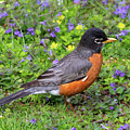 American Spring Robin by Chris Scroggins