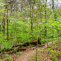 Spring Season In The Forest by Jennifer White