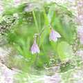 Spring Twin Flower Mixed Media by Moira Law Spring Twin Flower Mixed Media by Moira Law