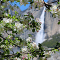 Springtime Dogwood Bloom Yosemite by Robert Blandy Jr