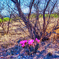 Springtime in Arizona Photograph by Tatiana Travelways Springtime in Arizona Photograph by Tatiana Travelways