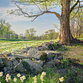 Springtime in the Connecticut Countryside 1 by Dave King