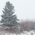 Spruce tree on a snowy day Photograph by Karen Rispin Spruce tree on a snowy day Photograph by Karen Rispin