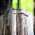 Squirrel at the Lake Digital Art by SnapHappy Photos Squirrel at the Lake Digital Art by SnapHappy Photos