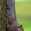 Squirrel at Greenwich Park 2 Photograph by Pablo Lopez Squirrel at Greenwich Park 2 Photograph by Pablo Lopez