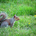 Squirrel with Spring Buttercups by Rachel Morrison