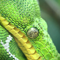 Ssssssssss Photograph by Lens Art Photography By Larry Trager Ssssssssss Photograph by Lens Art Photography By Larry Trager