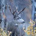 Stag in Autumn Woods Photograph by Rehna George Stag in Autumn Woods Photograph by Rehna George