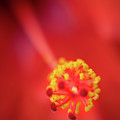 Stamen Photograph by M Kathleen Warren Stamen Photograph by M Kathleen Warren