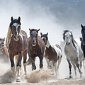 Stampede. Photograph by Paul Martin Stampede. Photograph by Paul Martin