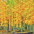 Stand of Aspens-Digital Art Photograph by Steve Templeton Stand of Aspens-Digital Art Photograph by Steve Templeton