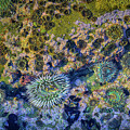 Starburst Anemones in Tide Pool by Alexander Kunz