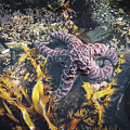 Starfish in Motion by Gary Geddes
