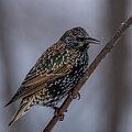 Starling 42025 by Paul Freidlund