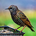 Starling In Color Photograph by Cathy Kovarik Starling In Color Photograph by Cathy Kovarik