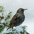 Starling In Snow Photograph by Cathy Kovarik Starling In Snow Photograph by Cathy Kovarik