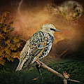 Starling Digital Art by Maggy Pease Starling Digital Art by Maggy Pease