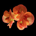 Orange and Black Photograph by Kevin Suttlehan Orange and Black Photograph by Kevin Suttlehan