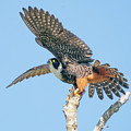 Startled Bat Falcon  by Judi Dressler