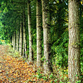 Leading Lines Photograph by Leslie Struxness Leading Lines Photograph by Leslie Struxness