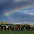 Steppe Peace Photograph by Elbegzaya Lkhagvasuren Steppe Peace Photograph by Elbegzaya Lkhagvasuren