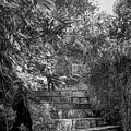 Steps Near Cenote Chichen Itza Photograph by Frank Mari Steps Near Cenote Chichen Itza Photograph by Frank Mari