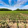Stevens - Cornfield by Gary Whitton