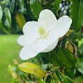 Still Magnolia  by JesusFit Art