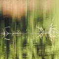 Stillness Photograph by Nicola Finch Stillness Photograph by Nicola Finch