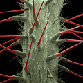 Stinging Nettle SEM Photograph by Ted Kinsman Stinging Nettle SEM Photograph by Ted Kinsman