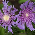 Stoke's Aster Flower 5 Photograph by Mingming Jiang Stoke's Aster Flower 5 Photograph by Mingming Jiang