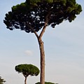 Stone Pine by Tim Mattox