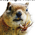 Stop Right There - Chipmunk Body Language with Typography Photograph by O Lena Stop Right There - Chipmunk Body Language with Typography Photograph by O Lena