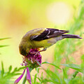 Stopping to Smell the Flowers by Lisa Arview