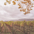 Storm Over Vines Photograph by Jonathan Nguyen Storm Over Vines Photograph by Jonathan Nguyen