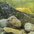 Stream Bottom Photograph by Melissa Southern Stream Bottom Photograph by Melissa Southern